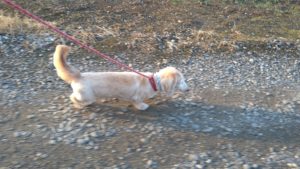 24時間ドッグトレーナー常駐のペットホテルセカンドファミリー／夜のお時間　2021年7月28日