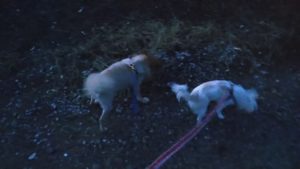 フリースペースのペットホテルセカンドファミリー／夜のお時間　2021年7月29日