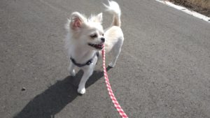 成田空港近郊のペットホテルセカンドファミリー／朝のお時間　2021年7月30日