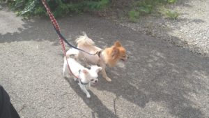 富里市のペットホテルセカンドファミリー／朝のお時間　2021年7月31日