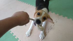 成田空港近郊のペットホテルセカンドファミリー／午後のお時間　2021年7月30日