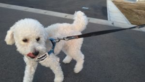 成田空港近郊のペットホテルセカンドファミリー／夜のお時間　2021年7月30日