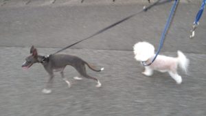 富里市のペットホテルセカンドファミリー／夜のお時間　2021年7月31日