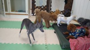 富里市のペットホテルセカンドファミリー／午後のお時間　2021年7月31日