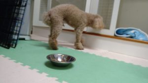 フリースペースのペットホテルセカンドファミリー／朝のお時間　2021年7月1日