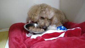 フリースペースのペットホテルセカンドファミリー／夜のお時間　2021年7月1日