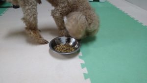 成田空港近郊のペットホテルセカンドファミリー／朝のお時間　2021年7月2日