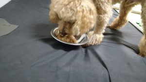 成田空港近郊のペットホテルセカンドファミリー／夜のお時間　2021年7月2日