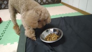 富里市のペットホテルセカンドファミリー／朝のお時間　2021年7月3日