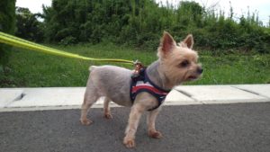 富里市のペットホテルセカンドファミリー／夜のお時間　2021年7月3日