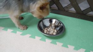 成田市近郊のペットホテルセカンドファミリー／朝のお時間　2021年7月4日