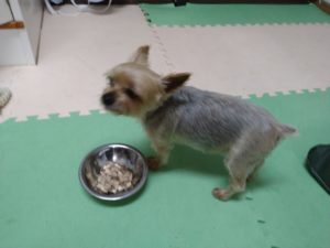 印西市近郊のペットホテルセカンドファミリー／朝のお時間　2021年7月5日