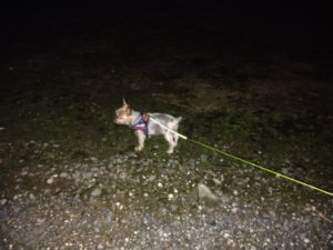 印西市近郊のペットホテルセカンドファミリー／夜のお時間　2021年7月5日