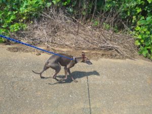 印西市近郊のペットホテルセカンドファミリー／朝のお時間　2021年7月12日