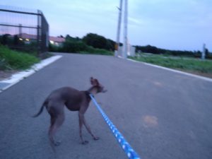 印西市近郊のペットホテルセカンドファミリー／夜のお時間　2021年7月12日