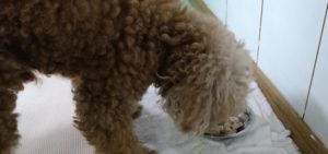 フリースペースのペットホテルセカンドファミリー／朝のお時間　2021年8月5日