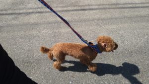 成田市近郊のペットホテルセカンドファミリー／朝のお時間　2021年8月1日