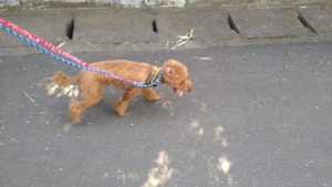 印西市近郊のペットホテルセカンドファミリー／朝のお時間　2021年8月2日