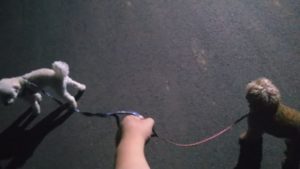 成田市近郊のペットホテルセカンドファミリー／夜のお時間　2021年8月1日