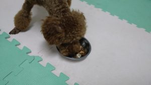 印西市近郊のペットホテルセカンドファミリー／夜のお時間　2021年8月2日