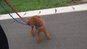 酒々井近郊のペットホテルセカンドファミリー／朝のお時間　2021年8月3日