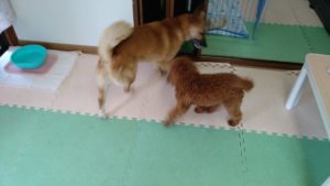 酒々井近郊のペットホテルセカンドファミリー／午後のお時間　2021年8月3日