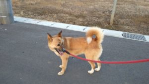 酒々井近郊のペットホテルセカンドファミリー／夜のお時間　2021年8月3日