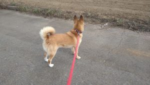 24時間ドッグトレーナー常駐のペットホテルセカンドファミリー／朝のお時間　2021年8月4日