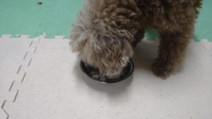 24時間ドッグトレーナー常駐のペットホテルセカンドファミリー／夜のお時間　2021年8月4日