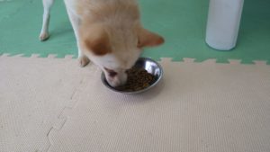 成田空港近郊のペットホテルセカンドファミリー／朝のお時間　2021年8月6日