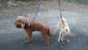 富里市のペットホテルセカンドファミリー／朝のお時間　2021年8月7日