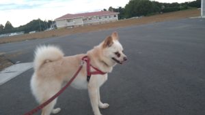 成田空港近郊のペットホテルセカンドファミリー／夜のお時間　2021年8月6日