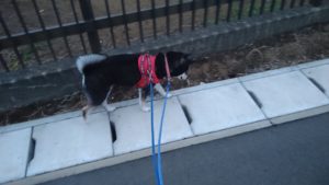 富里市のペットホテルセカンドファミリー／夜のお時間　2021年8月7日