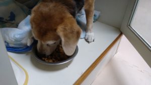 成田市近郊のペットホテルセカンドファミリー／朝のお時間　2021年8月8日