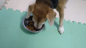 成田市近郊のペットホテルセカンドファミリー／午後のお時間　2021年8月8日