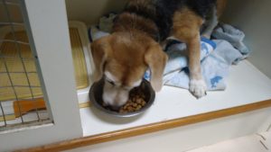 成田市近郊のペットホテルセカンドファミリー／夜のお時間　2021年8月8日