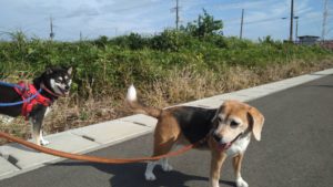 印西市近郊のペットホテルセカンドファミリー／朝のお時間　2021年8月9日