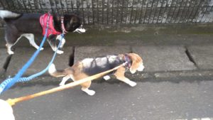 24時間ドッグトレーナー常駐のペットホテルセカンドファミリー／朝のお時間　2021年8月11日