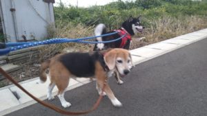 印西市近郊のペットホテルセカンドファミリー／夜のお時間　2021年8月9日