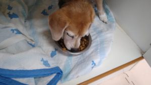 酒々井近郊のペットホテルセカンドファミリー／朝のお時間　2021年8月10日