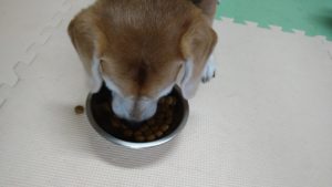 酒々井近郊のペットホテルセカンドファミリー／午後のお時間　2021年8月10日