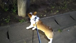 酒々井近郊のペットホテルセカンドファミリー／夜のお時間　2021年8月10日