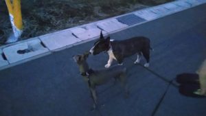 24時間ドッグトレーナー常駐のペットホテルセカンドファミリー／夜のお時間　2021年8月11日