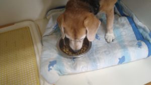 フリースペースのペットホテルセカンドファミリー／朝のお時間　2021年8月12日