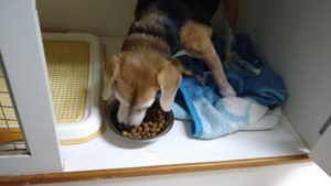 フリースペースのペットホテルセカンドファミリー／午後のお時間　2021年8月12日