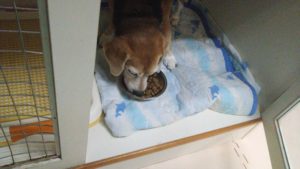 フリースペースのペットホテルセカンドファミリー／夜のお時間　2021年8月12日