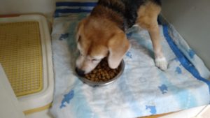 成田空港近郊のペットホテルセカンドファミリー／朝のお時間　2021年8月13日