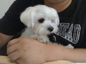 成田空港近郊のペットホテルセカンドファミリー／午後のお時間　2021年8月13日