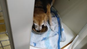 成田空港近郊のペットホテルセカンドファミリー／夜のお時間　2021年8月13日