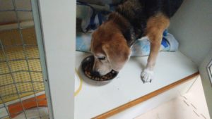 富里市のペットホテルセカンドファミリー／朝のお時間　2021年8月14日